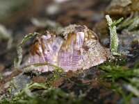 Perforatus perforatus 5, Vulkaantje, Saxifraga-Foto Fitis-Sytske Dijksen