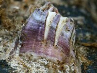 Perforatus perforatus 6, Vulkaantje, Saxifraga-Foto Fitis-Sytske Dijksen