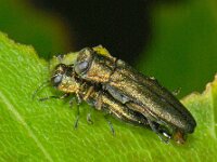 Agrilus sp 2, Smalbuikje sp, Saxifraga-Ab H Baas