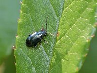 Altica 3, Saxifraga-Tom Heijnen