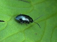 Altica sp