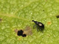 Brentidae 2, spitsmuisje, Saxifraga-Tom Heijnen