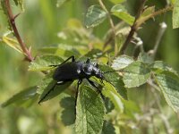 Calosoma inquisitor 10, Kleine poppenrover, Saxifraga-Willem van Kruijsbergen