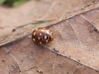 Calvia quatuordecimguttata, Cream-spot Ladybird