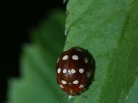 Calvia quatuordecimguttata 6, Roomvleklieveheersbeestje, Saxifraga-Rutger Barendse