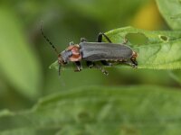 Cantharis fusca 7, Donker soldaatje, Saxifraga-Willem van Kruijsbergen