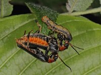 Cantharis obscura #43437 : Cantharis obscura, in copula with prey Erannis defoliaria caterpillar