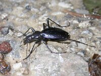 Carabus creutzeri