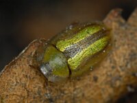 Cassida vittata, Borded Tortoise Beetle