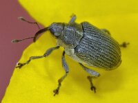 Ceutorhynchus obstrictus 3, Koolzaadsnuitkever, Saxifraga-Ab H Baas