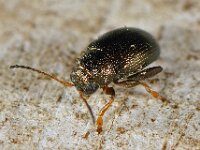 Chaetocnema hortensis 5, Saxifraga-Ab H Baas