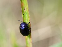 Chrysolina coerulans