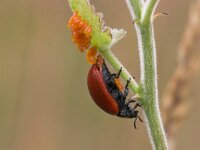 Chrysomela populi, Blackbird