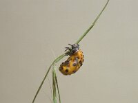 Coccinella septempunctata 10, Zevenstippelig lieveheersbeestje, pupa, Saxifraga-Pieter van Breugel