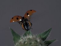 Coccinella septempunctata 14, Zevenstippelig lieveheersbeestje, Saxifraga-Frits Bink