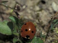 Coccinella septempunctata 15, Zevenstippelig lieveheersbeestje, Saxifraga-Frits Bink