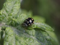 Coccinula quatuordecimpustulata