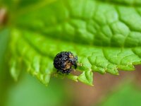 Cionus tuberculosus 2, Donkere helmkruidbladschaver, Saxifraga-Ben Delbaere