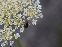 Coptocephala rubicunda