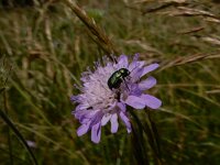 Cryptocephalus aureolus