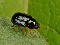 Cryptocephalus nitidus