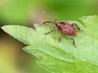 Curculio glandium 7, Kleine eikelboorder, Saxifraga-Gerard de Jong : Curculio glandium, Insect, Kever, Kleine eikelboorder, Macro, Overig, Saxifraga Beeldbank