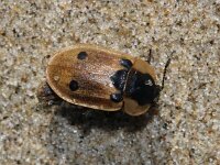 Dendroxena quadrimaculata