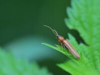 Denticollis linearis