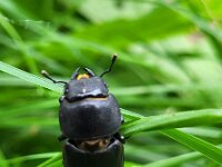 Dorcus parallelipipedus 7, Klein vliegend hert, Saxifraga-Ben Delbaere