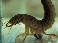 Dytiscus marginalis 4, Gewone geelgerande waterkever, larva, Saxifraga-Pieter van Breugel