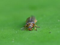 Galerucella nymphaeae