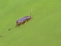 Galerucella nymphaeae 11, Waterleliehaantje, Saxifraga-Tom Heijnen