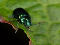 Gastrophysa viridula