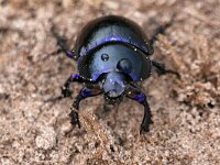 Geotrupes vernalis 3, Voorjaarsmestkever, Saxifraga-Tom Heijnen