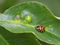 Harmonia axyridis f succinea 11, Veelstippelig Aziatisch lieveheersbeestje, Saxifraga-Tom Heijnen