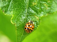 Harmonia axyridis f succinea 7, Veelstippig Aziatisch lieveheersbeestje, Saxifraga-Ben Delbaere
