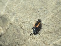 Harmonia axyridis 3, Aziatisch lieveheersbeestje, Saxifraga-Frits Bink