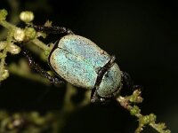 Hoplia farinosa