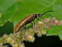 Lagria hirta