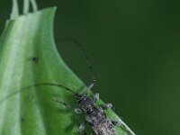 Leiopus nebulosus 3, Nevelvlekboktor, Saxifraga-Rutger Barendse