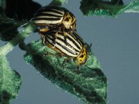 Leptinotarsa decemlineata 7, Coloradokever, Saxifraga-Frits Bink