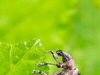 Liophloeus tessulatus