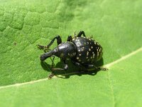 Liparus glabrirostris 2, Saxifraga-Jan Willem Jongepier