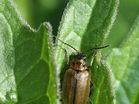 Lochmaea suturalis 4, Heidekever cf, Saxifraga-Rutger Barendse