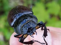 Lucanus cervus 109, Vliegend hert, Saxifraga-Ben Delbaere  IICSA���IICSA