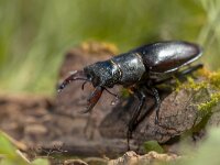 Stag Beetle (Lucanus cervus) Walking over a Log on the Forest Floor  Lucanus cervus is the best-known species of stag beetle in the West (family Lucanidae) : Bug, amazing, animal, animals, antenna, arthropod, beautiful, beetle, big, biology, black, brown, cervus, closeup, coleoptera, collection, conservation, deer, entomology, environment, eye, fight, foliage, forest, giant, green, horn, horned, insect, invertebrate, jaw, leaf, life, lucanidae, lucanus, macro, male, metallic, nature, oak, outdoor, rare, research, stag, tree, trunk, wild, wilderness, wildlife, wood