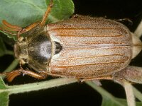 Melolontha melolontha 14, Meikever, male, Saxifraga-Pieter van Breugel