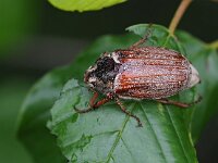 Melolontha melolontha 33, Meikever, Saxifraga-Hans Dekker