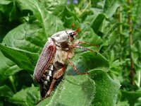 Melolontha melolontha 38, Meikever, Saxifraga-Hans Grotenhuis