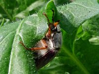 Melolontha melolontha 39, Meikever, Saxifraga-Hans Grotenhuis